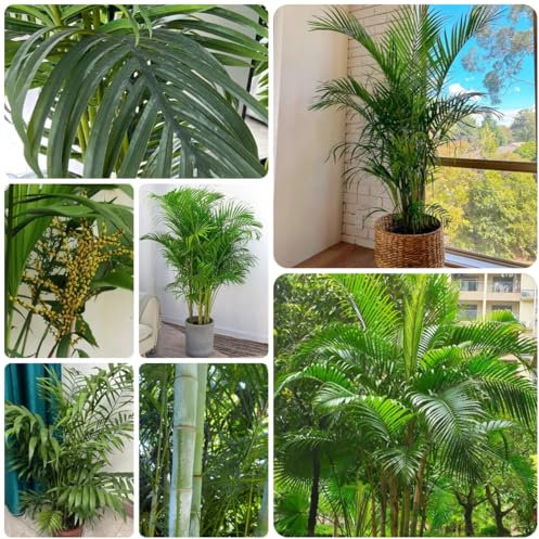 goldfruchtpalme zimmerpflanzen samen deko wohnzimmer, dypsis lutescens, gartenpflanzen winterhart mehrjährig winterharte pflanzen für balkon bonsai samen, hängepflanzen pflanzen deko 60pcs