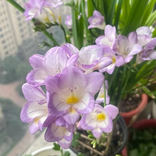 fresias - temprana fresias jardín primavera resistentes jardín y balcón Mini rizoma decoración y balcón16bulbos