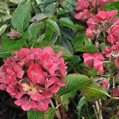 Farmers Hortensia - Hydrangea macrophylla 'Alpengluehen' - 25-30 cm kruka - rödblommande hortensia