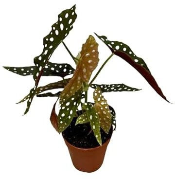 Begonia Maculata Planta Natural con Riego Moderado