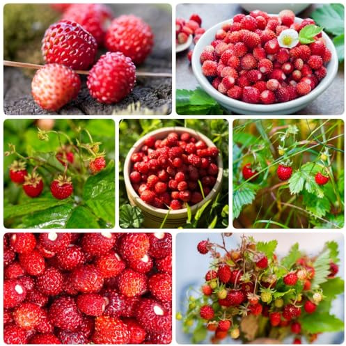 Semillas de fresa mensuale, raras Fragaria vesca, fresas silvestres, comprar semillas de para lugares soleados de exterior 400pcs