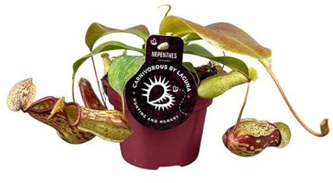 Nepenthes Gaya - Planta de jarra, diámetro de 12 cm, altura aprox. 17 cm, planta de interior exótica carnívoro carnívoro de fácil cuidado para atrapar insectos y decoración interior