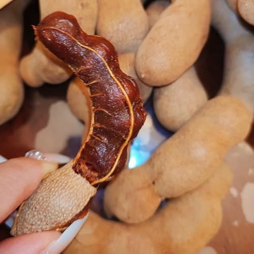 8 piezas Semillas de fruta de tamarindo plantas decorativas de frutas en espaldera tamarindo indica regalos de jardinería frescos de frutas para los amantes del jardín fruta semilla