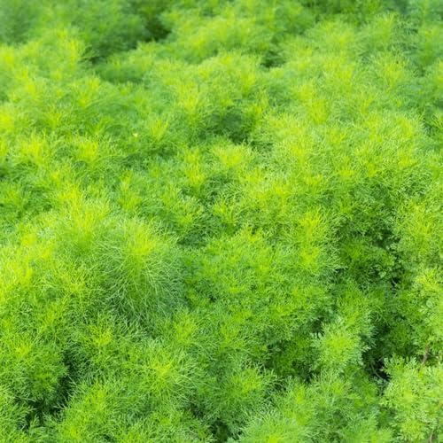 aneto, tappezzanti semi di aneto semi di interno decorazioni autunnali, verdi giardino al coperto sul balcone esotiche per 60semi