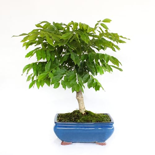 KENTIS - Bonsai di Wisteria Floribunda Alba - Glicine Bianco Giapponese - Piante Vere da Esterno Fiorite - H 45-50 cm Vaso in Ceramica 25 cm