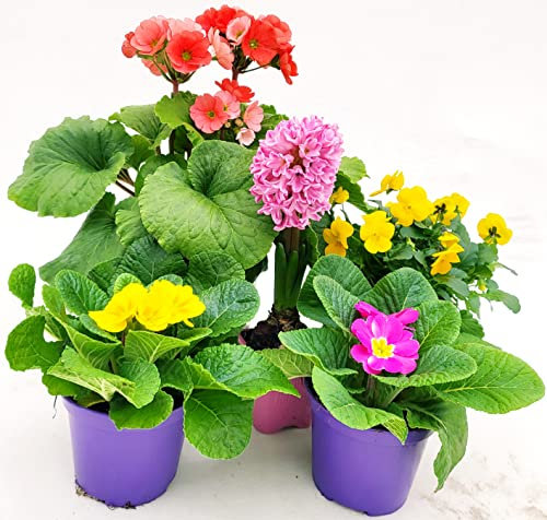 POWERS TO FLOWERS - MISTO PIANTE PRIMAVERILI. PRIMULA OBCONICA, VIOLA DEL PENSIERO, PRIMULA VERIS GIALLA E FUCSIA, GIACINTO. 5 PIANTE, piante vere