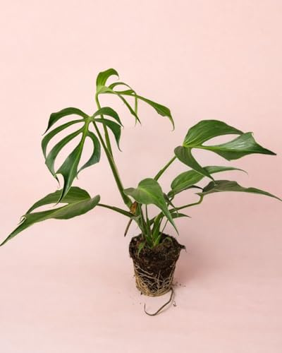 PUR PLANT Monstera Burle Marx | Planta de Interior Natural Decorativa | Follaje Verde Brillante | Maceta de Ø 15 cm