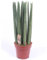 Bogenhanf 'Straight', Topf-Ø 21 cm, Höhe ca. 70 cm