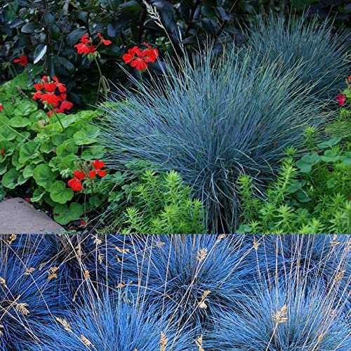 Festuca Intense Blue x 3 - Blue Grass Plants Ready to Plant - Fescue Grass in 9cm Pots (Regular Packaging)