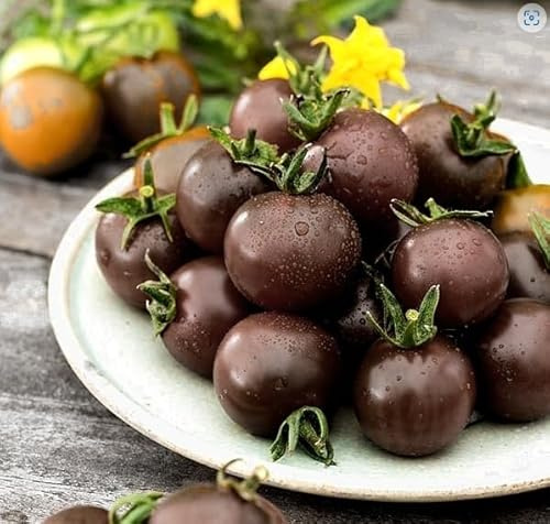 Semi di Pomodoro Black Cherry, 100 Pezzi, per Orto e Balcone, Coltivazione pomodori neri in Vaso balcone