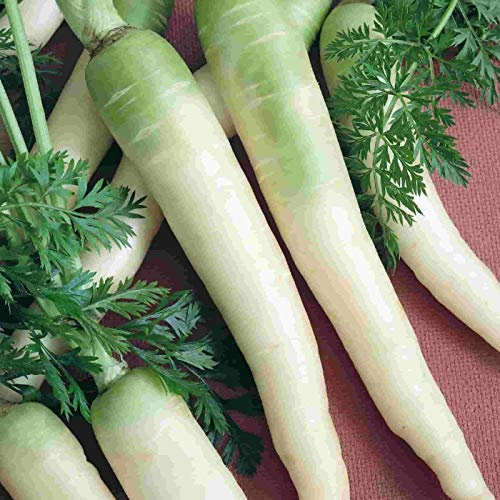 CAROTA BIANCA NR.200 SEMI