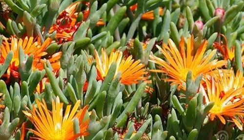 Pianta di Mesembriantemo delosperma cooperi pianta grassa fiore arancione pianta succulenta strisciante