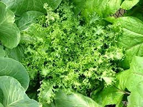 Endive- vert Curled- 200 graines