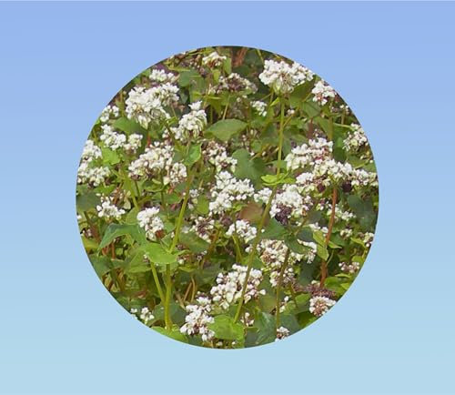 50 Graines de Sarrasin (Blé Noir) – Plante Couvre-Sol, Engrais Vert, Miel – Croissance Rapide, Fleurs Mellifères, Graines Comestibles