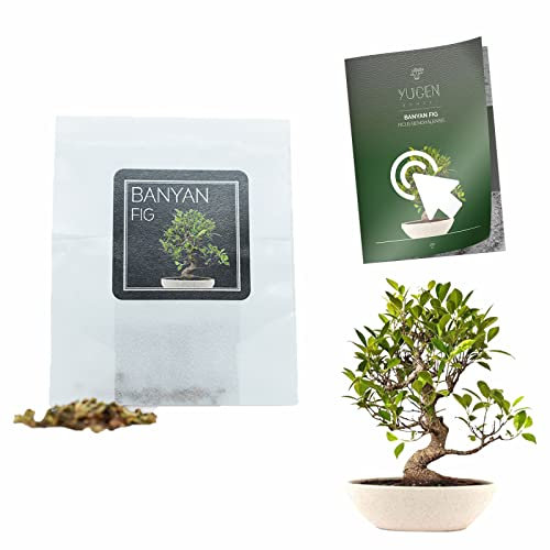 30 Banyan Fig Bonsai Seeds | Ficus Benghalensis | Growing Guide | Grow Your Own Bonsai Tree | Bonsai Beginners and Enthusiasts