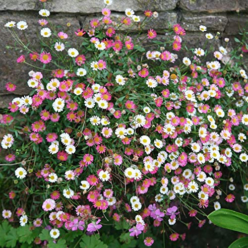 Erigeron 'Profusion' 6 x Medium Plug Plants - Hardy Perennial/Annual