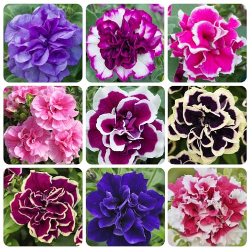 320+Perennial Mixed Petunia Flower Seeds for Planting Outdoor Non-GMO Heirloom