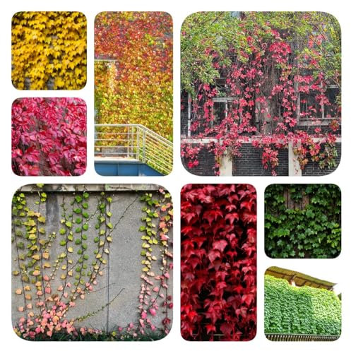 180 pcs Wilder Wein Pflanze Winterhart Samen - steingartenpflanzen winterhart Parthenocissus tricuspidata Samen, bienenblumen samen pflanzen garten gartenpflanzen winterhart mehrjährig