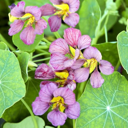 Nasturtium Purple Emperor Garden Plant Half-Hardy Annual Flowering Garden Plants Easy to Grow Your Own 1x Seed Packet by Thompson and Morgan.