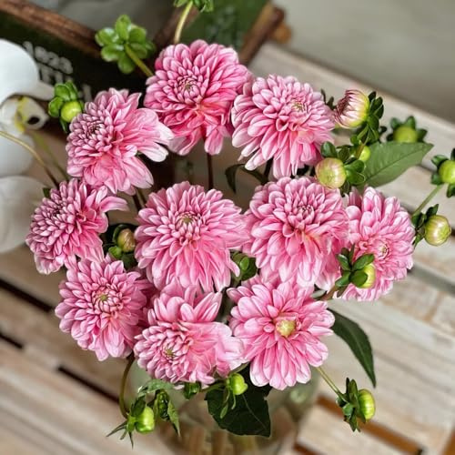 dalia bulbi decorativi di giardino selvatici giardino di perenne bulbi dalia rocce resistenti Copertura perenne resistente 2pcs