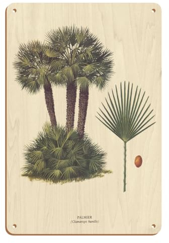 Dwarf Palm Tree - Palmier (Chamaerops Humilis) - Vintage Botanical Illustration by Ferry c.1967-8 x 12 inch Vintage Wood Art Sign