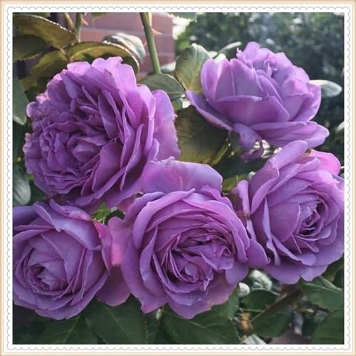 YGHESFDE Hybrid-Rosenpflanzen winterharte mehrjährige Strauchrose – geeignet für den Anbau im Garten – einfach zu züchten-1knollen-B