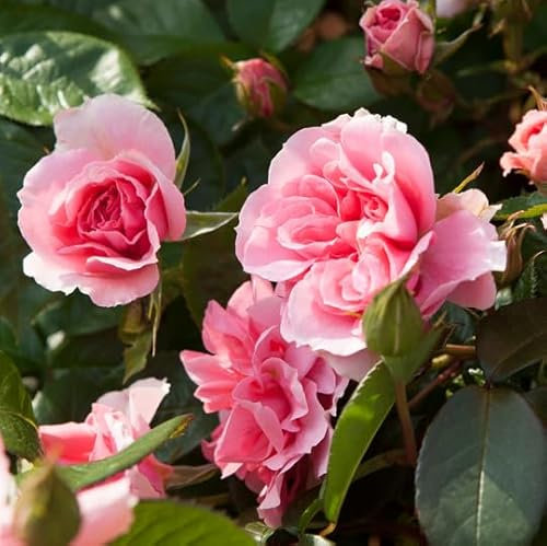 YouGarden Rose 'You're Beautiful', 3L Potted Rose, Ready to Plant, Floribunda Bush Rose for Pots, Beds, and Borders, Summer to Autumn Flowering