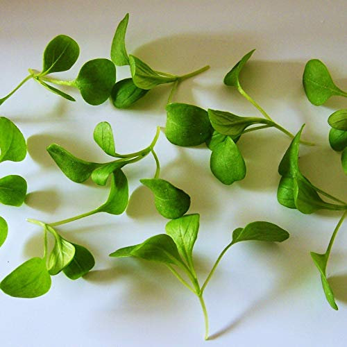 500 Seeds of Corn Salad Lamb's Lettuce (Verte De Cambrai)