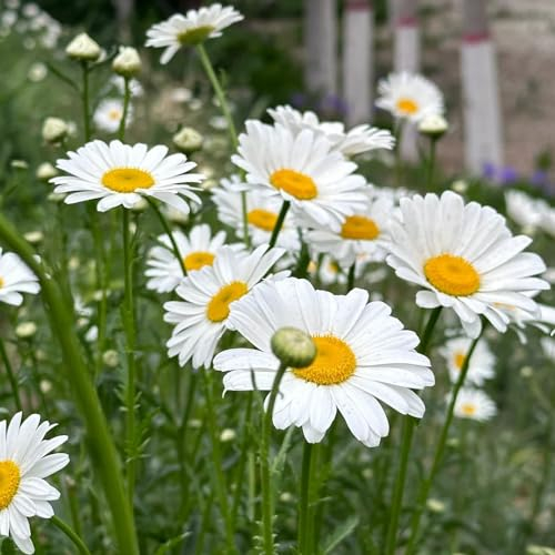 500 pcs margeriten samen mehrjährig, margeritensamen, blumen für balkon bio saatgut (Leucanthemum vulgare) wildblumen winterharte stauden blumen samen plants wildblumensamen balkon