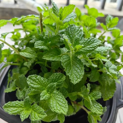 Semi di menta piperita menta piperita esotica selvatiche rara coltivazione di giardino prodotti sostenibili resistenti semi 200pcs