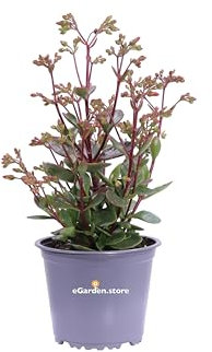 Pianta di Kalanchoe Manginii pianta da esterno pianta grassa pianta succulenta pianta con fiori rosso-arancio pianta vera pianta ornamentale venduta da eGarden.store (Vaso 14 cm)