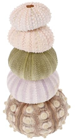 HIAKDOFT 5 ciotole naturali per ricci di mare, in materiale di conchiglia, piccolo supporto per piante permeabile all'aria, decorazione per acquario, decorazione decorativa per bonsai per e