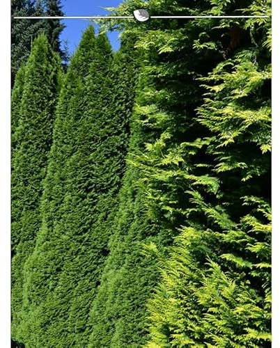 Thuja Smaragd 180-200 cm. 3 Lebensbäume. Immergrün, Winterhart, Sichtschutz