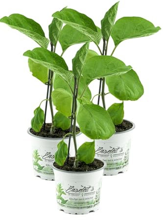 3er Set Aubergine Pflanze (Solanum melongena)