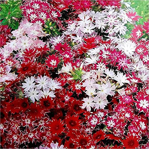Mélange Phlox annuel - Drummondii Twinkle Mix 50 grani