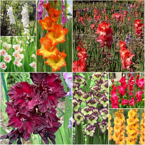 miscela di bulbi di gladioli - miscela di gladioli per giardino giardino bulbi letti elevati per copertura resistente 3pcs