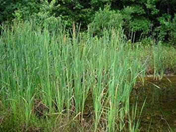 10 Seeds of Typha angustifolia quenouille Graines Aquatiques narrowleaf