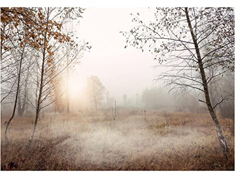 Fototapet träd 3D-effekt dimma skog landskap natur äng gräs – inkl. lim – för vardagsrum sovrum hall fleece tapet fibertapet väggtapet motivtapeter redo att monteras (208 x 146 cm)