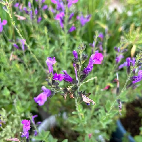 salbeisamen gartendeko für draußen salbei seltene deko kräutersamen teingartenpflanzen winterhart gartenblumen heilkräuter nachhaltige geschenke exotische heilkräuter garten geschenk 500samen