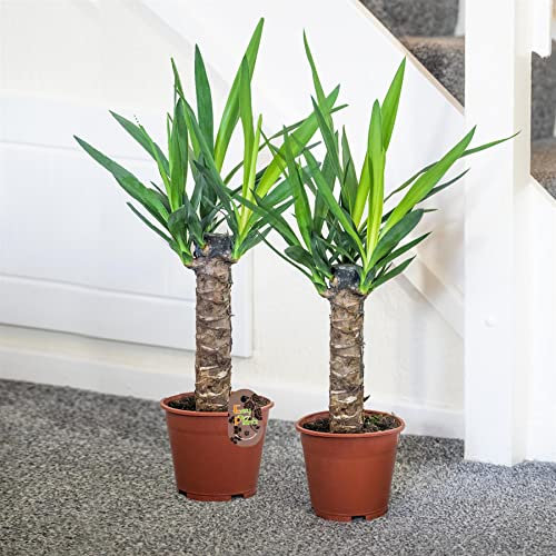 Lot de 2 grandes plantes de sol Yucca Evergreen Elephantipes Plante d'intérieur – Arbre décoratif d'intérieur en pot