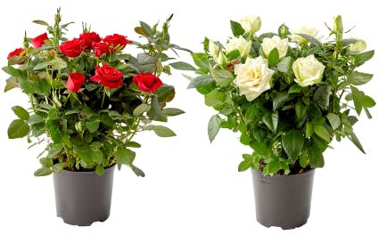 DECOALIVE Rosal Planta Natural - Pack 2 Plantas - Flores de Rosas en Maceta
