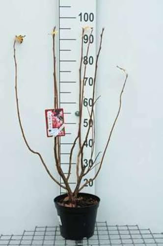 Ribes sang. 'Pulborough Scarlet' - Groseillier 50-60 cm en pot