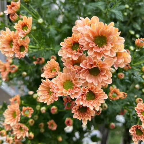 semi di margherita di selvatici, aiuole rialzate decorativi di margherita, ornamentali, decorazione di perenni, 400pcs