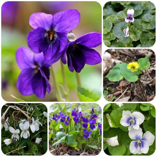 Duftveilchen Samen - winterharte pflanzen für balkon Viola odorata - blumensamen mehrjährig winterhart bodendecker winterhart mehrjährig kräutergarten, seltene pflanzen balkonpflanzen 300pcs