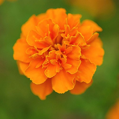 French Marigold Flower Garden Seeds - Janie Series - Deep Orange - 1000 Seeds - Annual Flower Gardening Seed - Tagetes patula