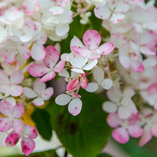 Hydrangea paniculata Plant 'Tickled Pink' Deciduous Hardy Shrub White-Pink Blooms Attracts Pollinators Easy to Grow Summer Flowers 1 x 3.6-Litre Potted Plant by Thompson and Morgan