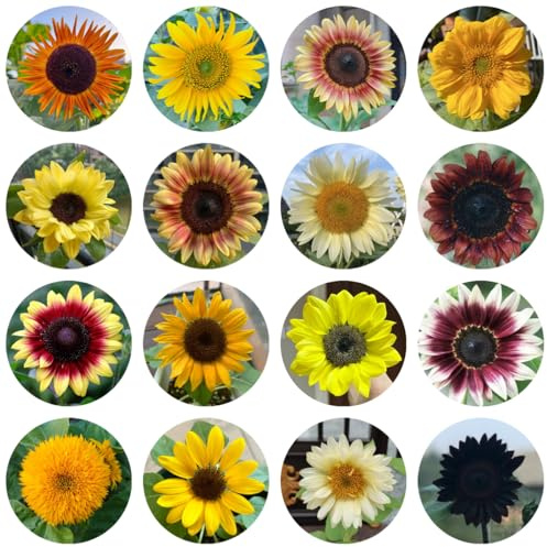 semillas de girasol perennes resistentes - jardín 550pcs