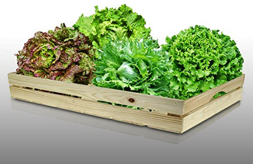 Lot de 2000 graines à semer - Le Grenier d'Abondance - Fan de Laitues Batavia - 4 variétés