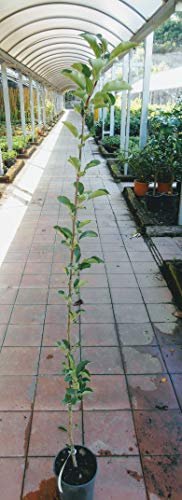 Pianta di mele Albero melo Cola - Imballaggio speciale protettivo