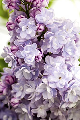 Syringa vulgaris 'Michel Buchner' 80-100 cm – Winterhart, Mehrjährig, Pflegeleicht – Flieder – Heckenpflanze für Garten & Sichtschutz